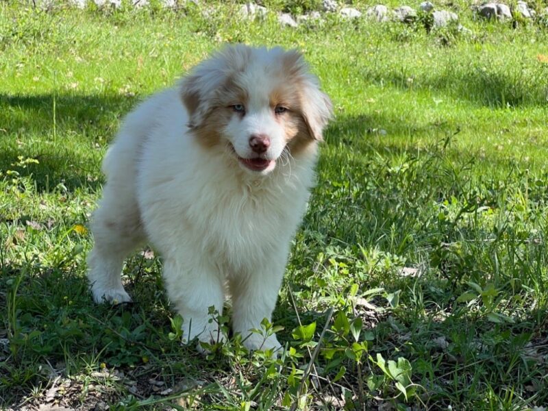 Chiot 1 du Château de l'Amour