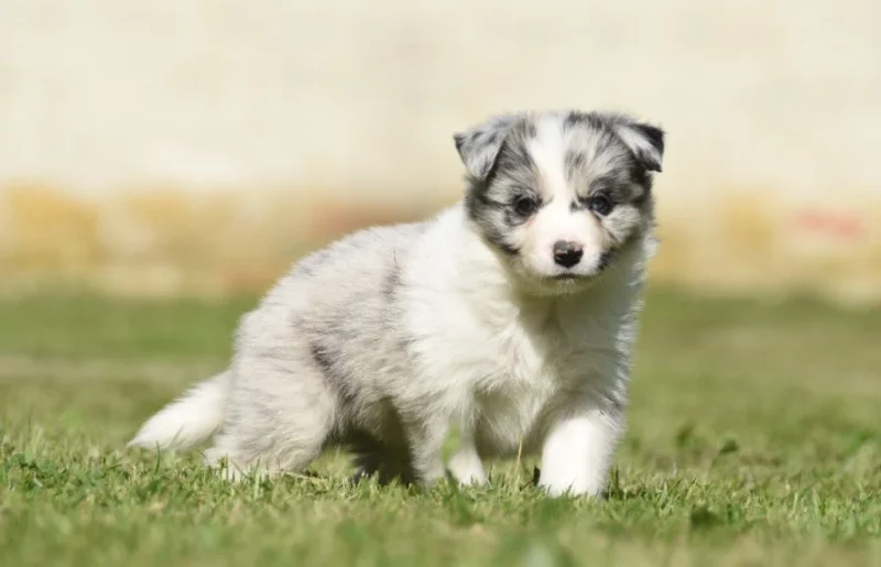 Border Collie