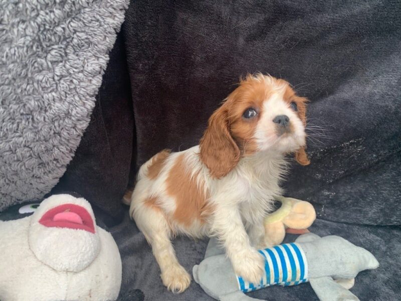 Chiots Cavalier King Charles Spaniel